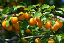 3 Mirabelle Nancy Prunus