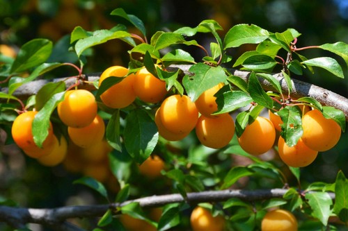 Mirabelle nancy prunus - mirabelle,