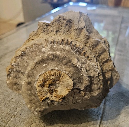 Ammonit tierfossil fossil - fossil, im