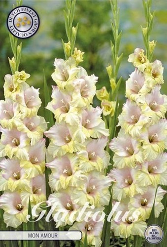 Großblumige gladiole mon - großblumige, "mon