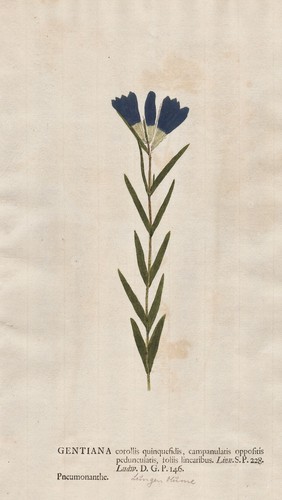 Gentiana pneumonanthe enzian - gentiana,