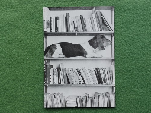 Postkarte hund bücherregal - postkarte, im