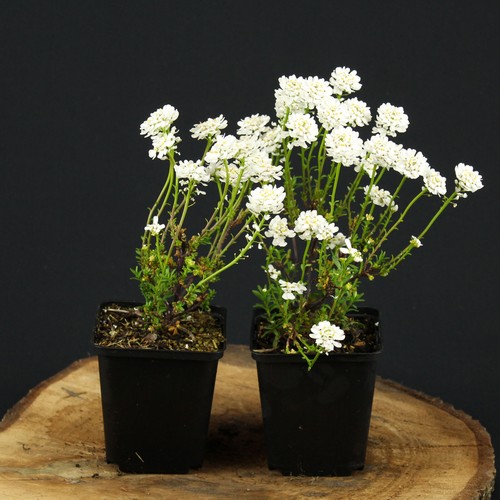 Schleifenblume iberis - schleifenblume,