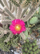 2 Winterharte Kakteen