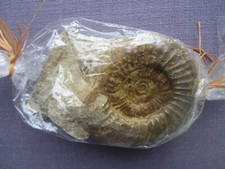 AMMONIT Fossilie Schnecke  im Gesteinsbrocken, ca. 10 cm x 16 cm