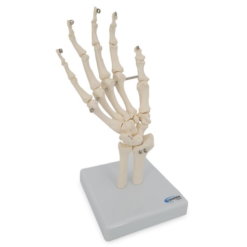 Handskelett hand anatomie - hand,