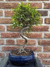 Ulmus Parvifolia / Chinesische