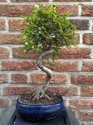 Ulmus parvifolia chinesische - ulmus,
