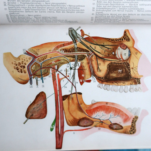 Pathologie und therapie der - therapie ,