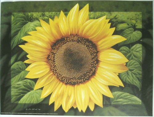 Kaiser kunstdruck sunflower - kunstdruck,