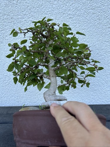 Bonsai koreanische hainbuche - koreanische,