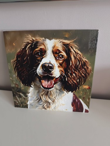 English springer spaniel hund - springer,