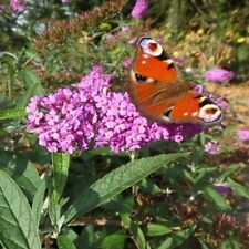 Zwerg-Sommerflieder /