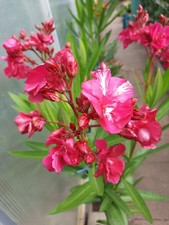 Oleander Geant des Batailles ca 100 cm groß, rosa gefüllte Blüten. Jungpflanze.