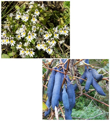 Super blumen samen sparset - blumen,