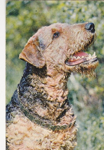 Airedale terrier - airedale,