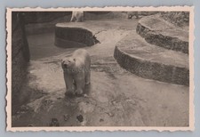 Munich 1940 - Zoo Polar Bear