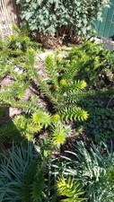 Affenschwanzbaum araucaria - affenschwanzbaum,