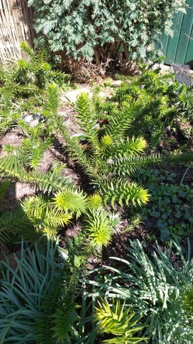 Affenschwanzbaum araucaria - affenschwanzbaum,