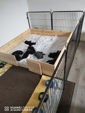 welpenauslauf gebraucht