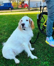 MTB Flexible Hundeleine