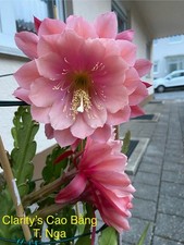 Epiphyllum Blattkakteen