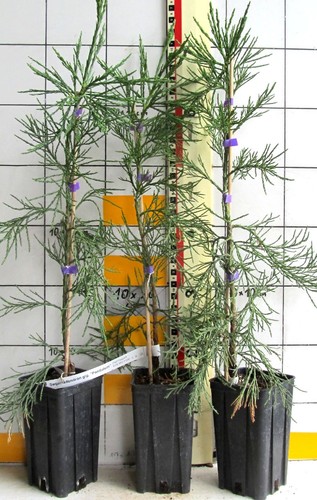 Sequoiadendron giganteum
