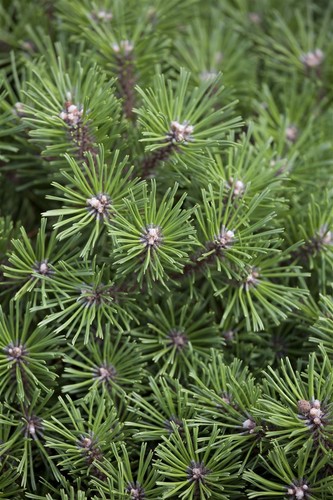 Pinus mugo benjamin - mugo, 'benjamin'
