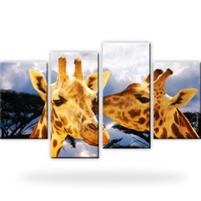 Giraffen Afrika Natur Tiere