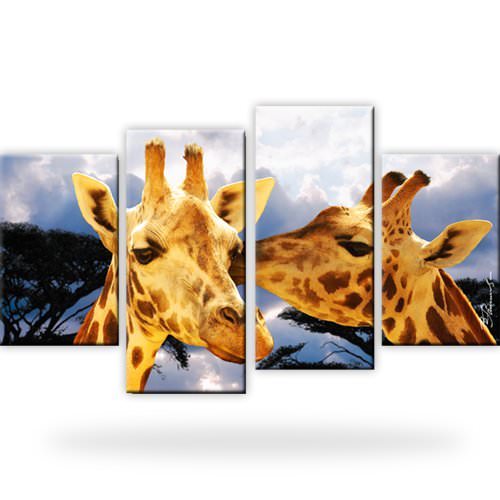 Giraffen afrika natur tiere - afrika,