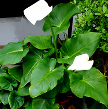 Sumpfpflanze Calla hier eine gut bewurzelte Jungpflanze ähnlich wie im Bild 3-4