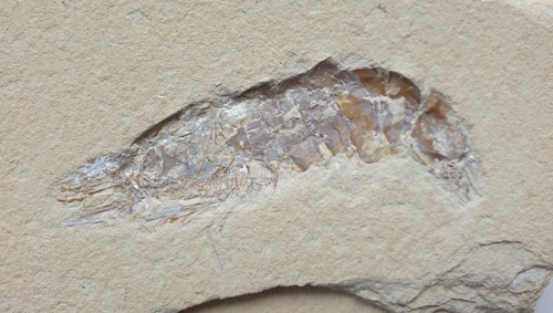 Hakelocaris vavassorii krebs - hakelocaris,