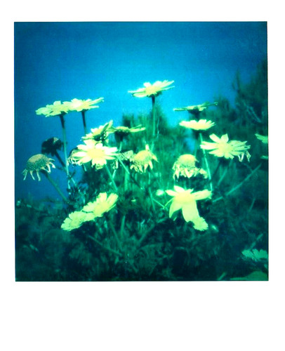 Araki nobuyoshi blumen - araki, -blumen-