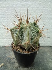 Astrophytum ornatum Rio Bagres