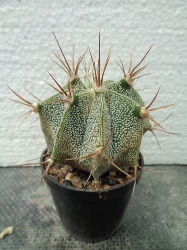Astrophytum ornatum rio bagres - astrophytum,