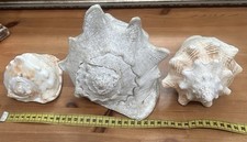 3 große Muscheln Muschelhorn