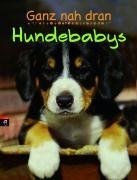 Ganz nah dran hundebabys - ganz, dran: