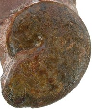 Dogger  Phylloceras empedoclis