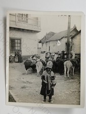 Peru Cerro de Pasco Lama Pack