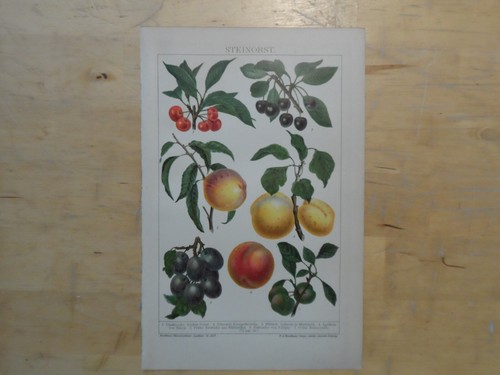 Orig chromolithographie - orig.(1908),