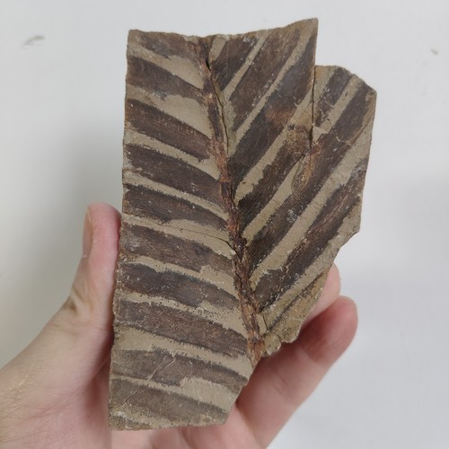 Ginkgo pflanzenfossil auf - ginkgo,