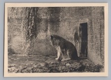 Munich 1940 - Zoo Lion