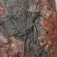 Crinoide Fossil Scyphocrinites