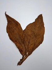 Burley Kentucky Klasse 1