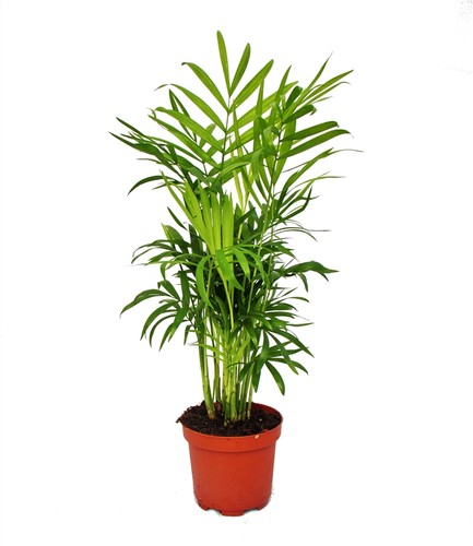 Exotenherz chamaedorea - -,