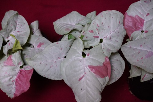 Syngonium podophyllum milk - syngonium,