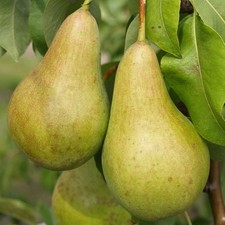 Abate Fetel - Herbstbirne Birnenbaum Birnbaum Buschbaum Halbstamm Hochstamm 