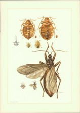 Kunstdruck - Offsetdruck. Wanzen. Bettwanze (Cimex lectularius L.). Kot-, Schnab
