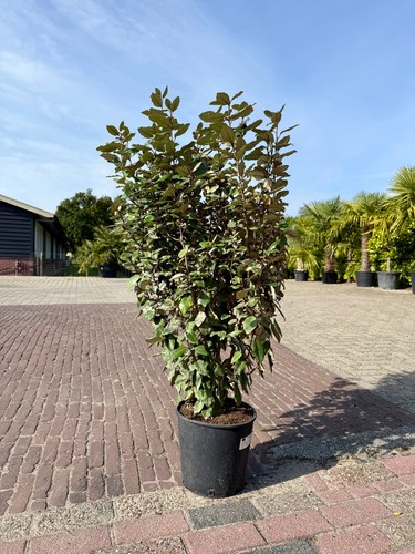 Elaeagnus ebbingei - , –