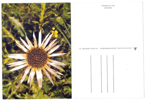 126834 silberdistel alte - silberdistel,